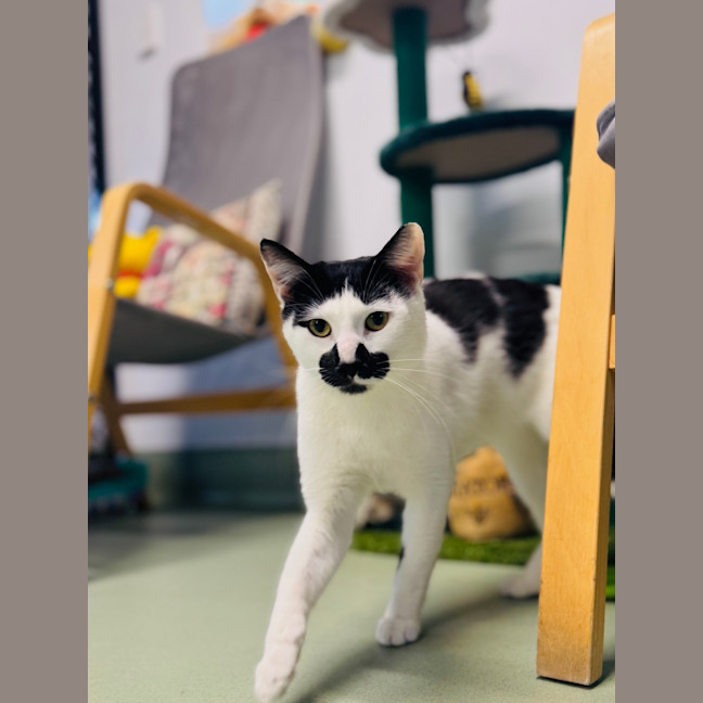 Photo of Scout