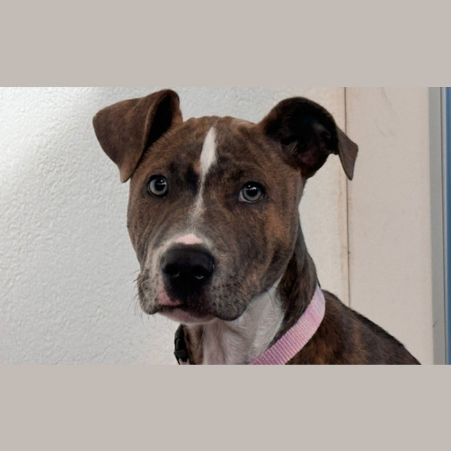 Photo of Dixie