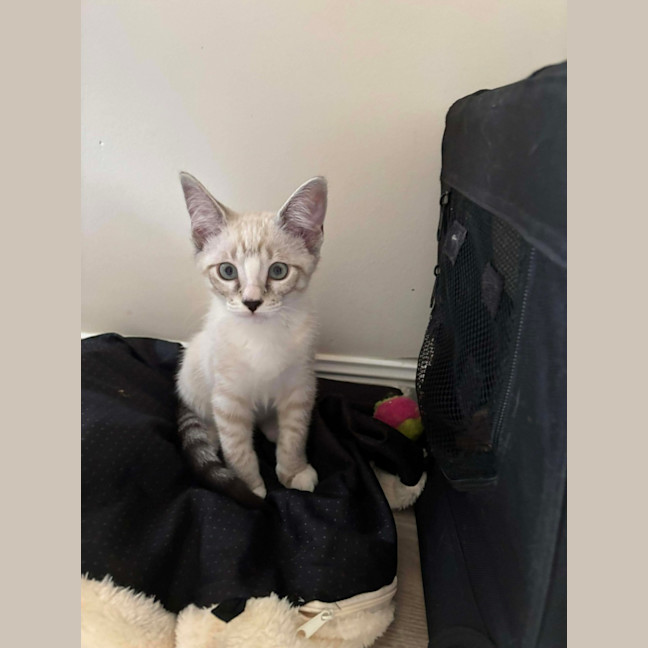 Photo of Luna