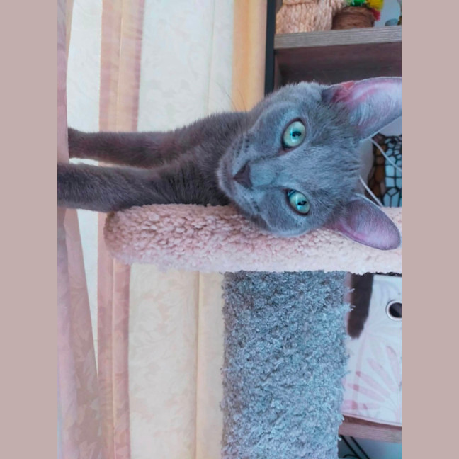 Photo of Smokey 