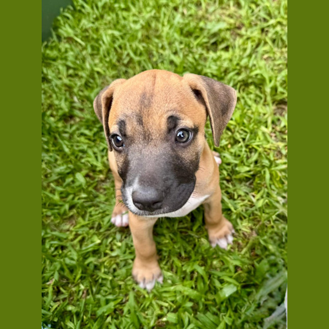 Photo of Rusty/Pumpkin Spice