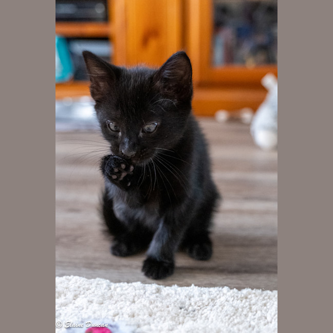 Photo of Poppy