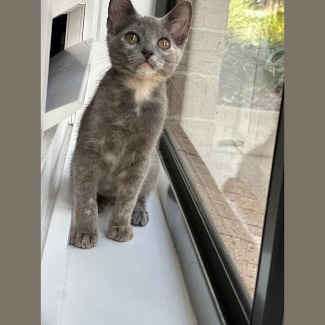 Photo of Misty