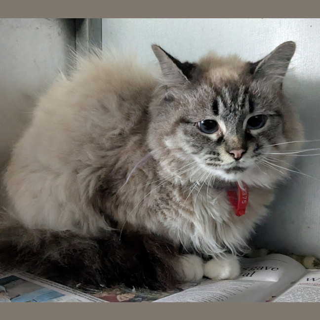 Photo of Fluffy
