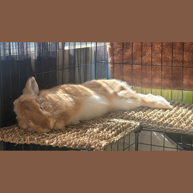 Photo of Ginger Ninja