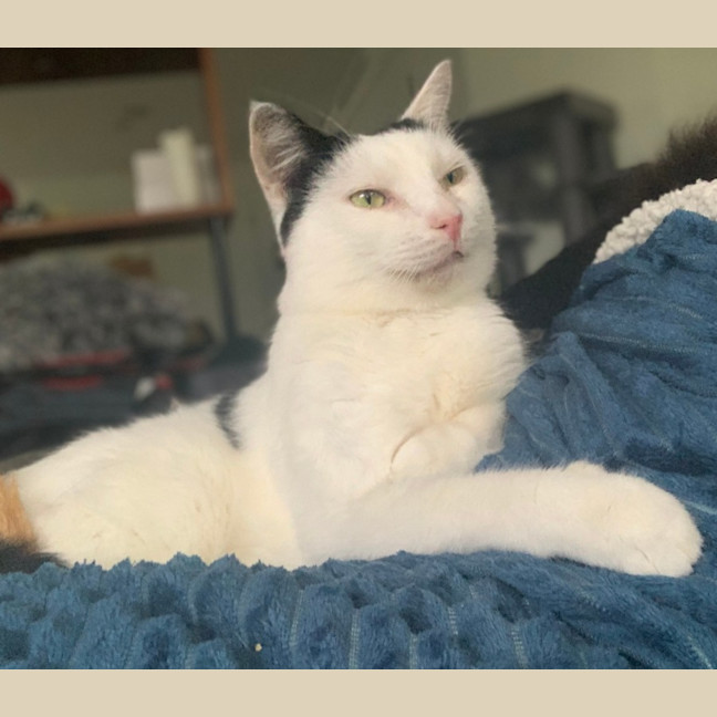 Photo of Galaxy Annihilator