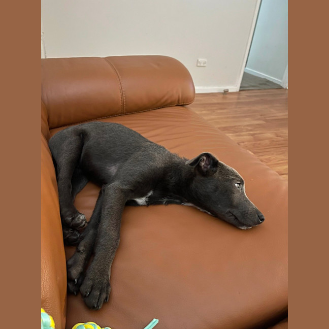 Photo of Max   1 Year Old Kelpie X