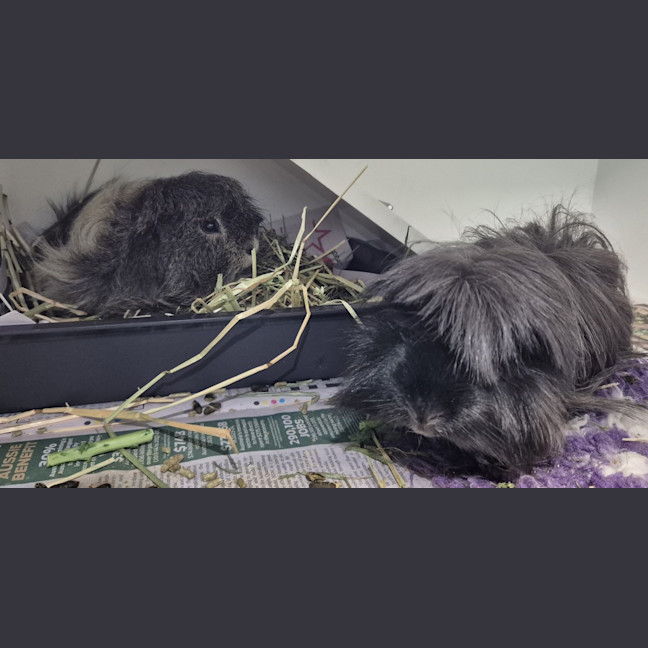 Photo of Patch (Bonded To Coco)