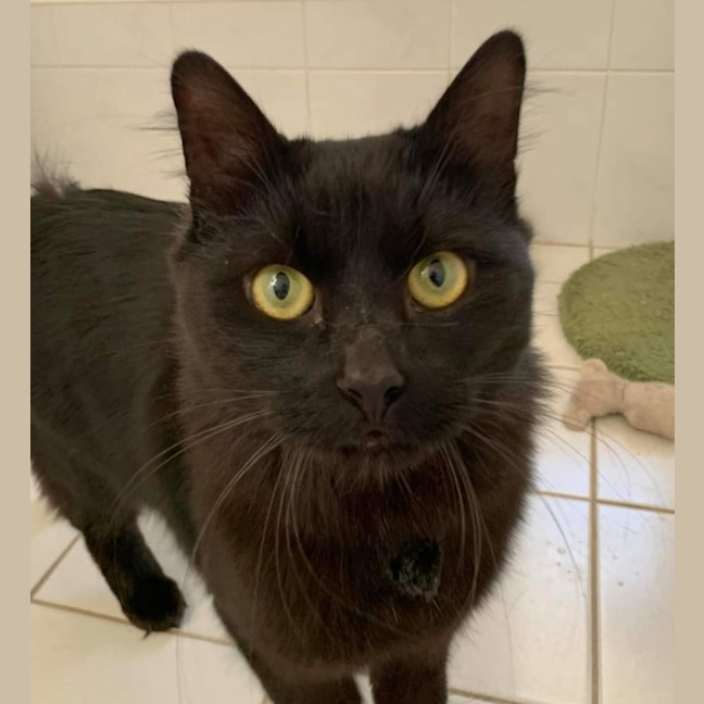 Photo of Midnight