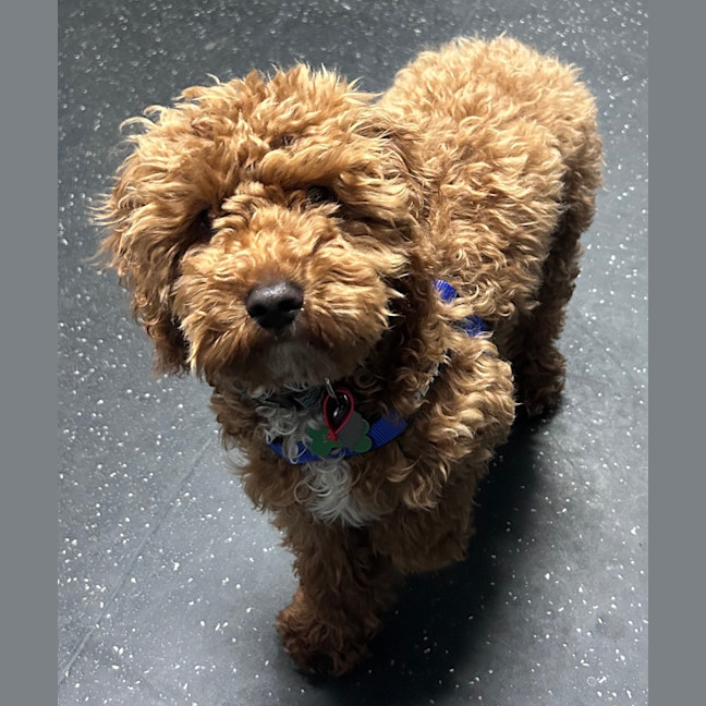 Photo of Bodhi