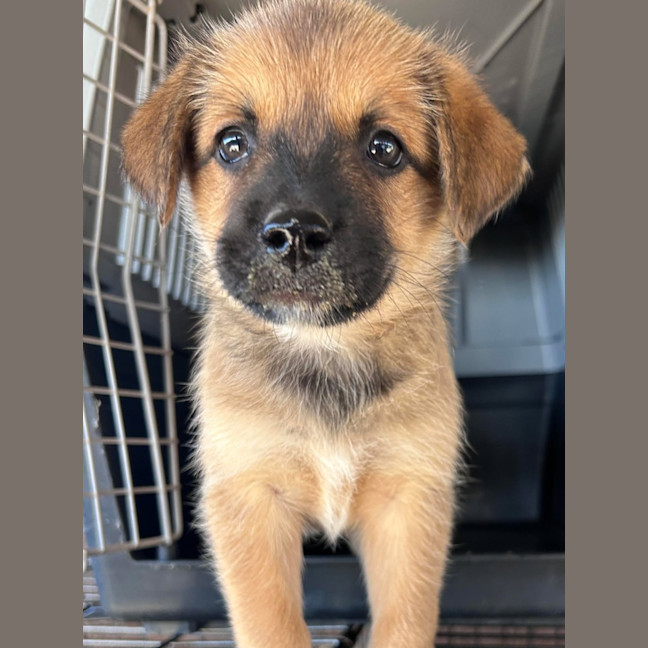 Photo of The Hawaiian Boys!