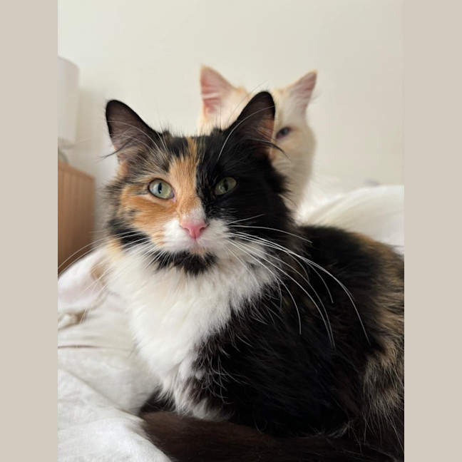 Photo of Callie