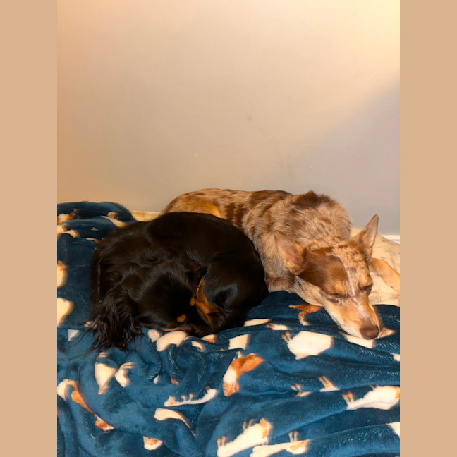 Photo of Bean   1 Year Old Dachshund X