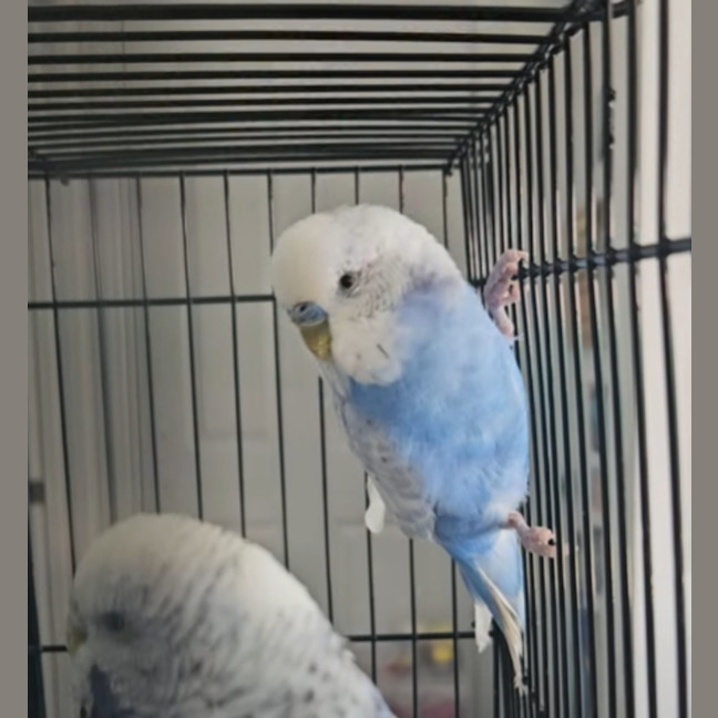 Photo of Hawkeye