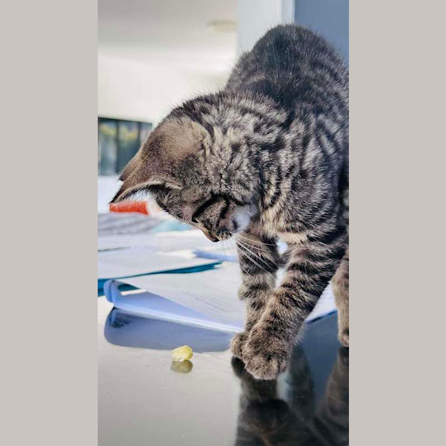 Photo of Peanut