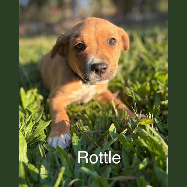 Photo of Rottle
