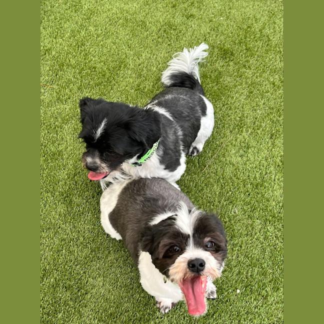 Photo of Bonded Sisters