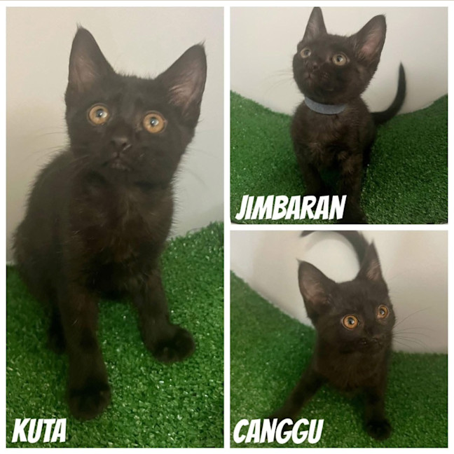 Photo of 11464/4/5   Jimbaran, Kuta & Canggu