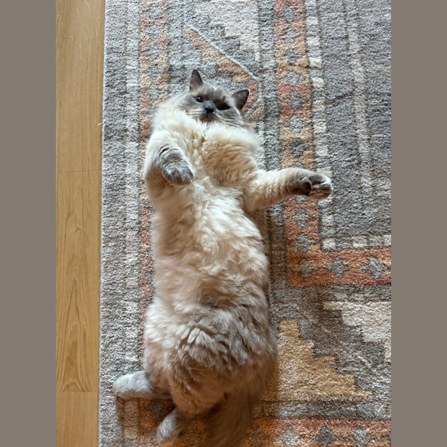 Photo of Tofu