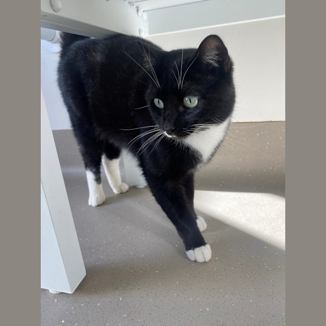 Photo of C1491 Billie