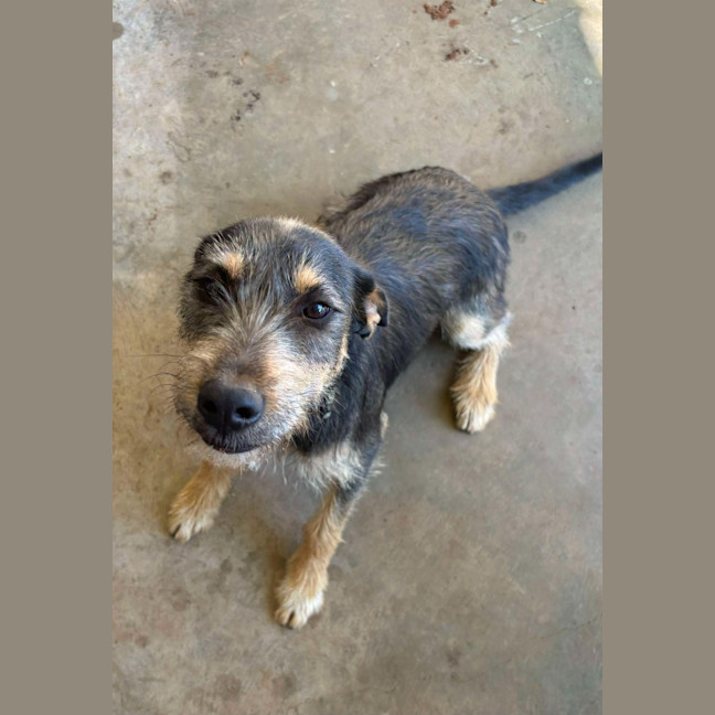 Photo of Pepsi (Freyja)