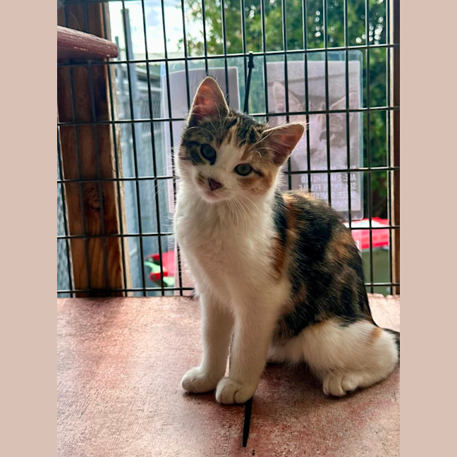 Photo of Paprika 