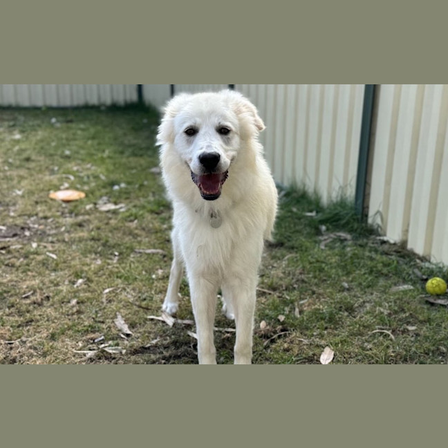 Photo of Buddy