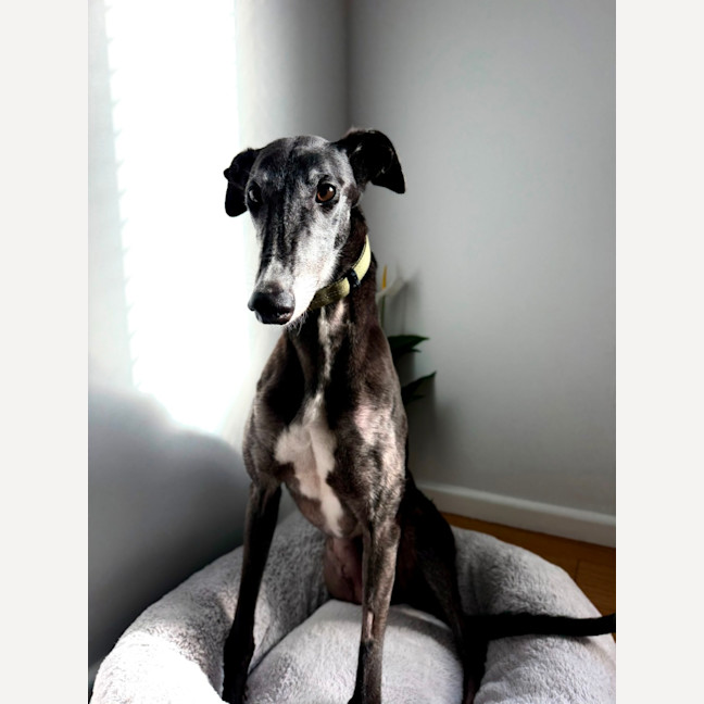 Photo of Cleo