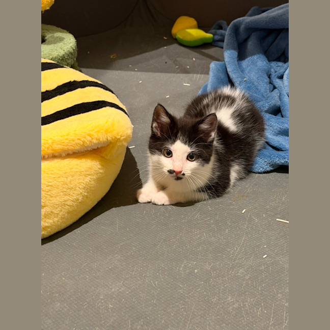 Photo of Felix