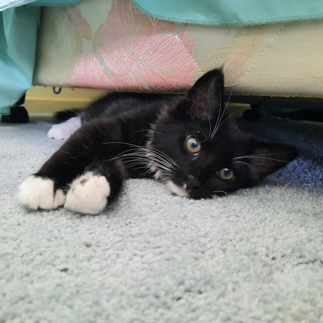 Photo of Jackson & Malakai   Located In Albert Park