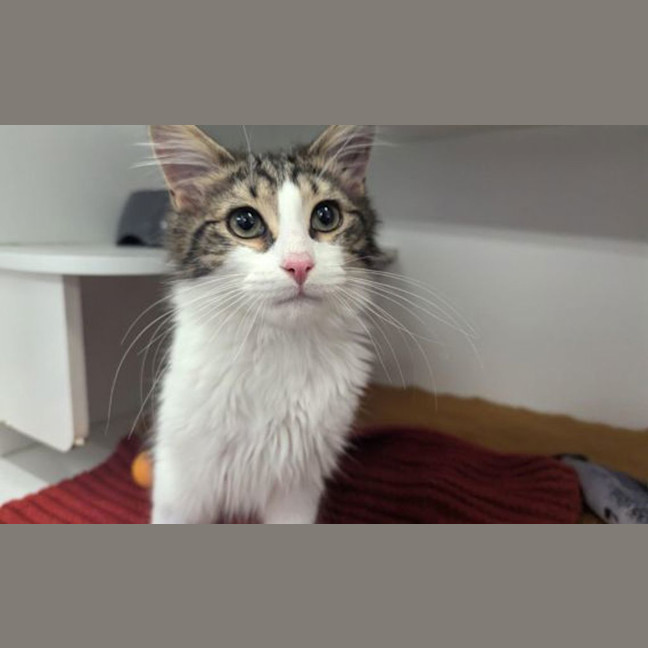 Photo of Boba