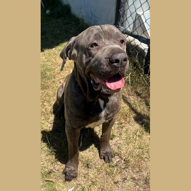 Photo of Koda (1068)