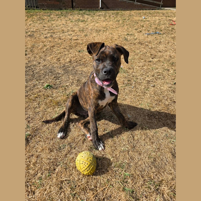 Photo of Willow