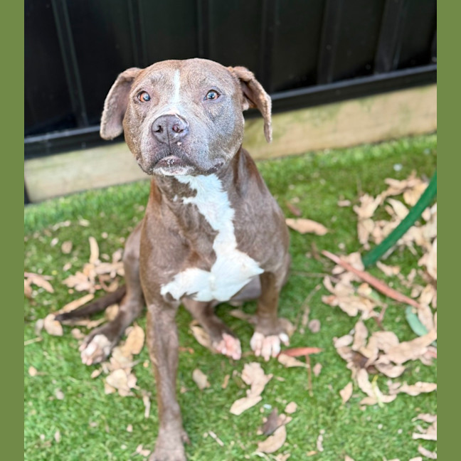 Photo of Moxie