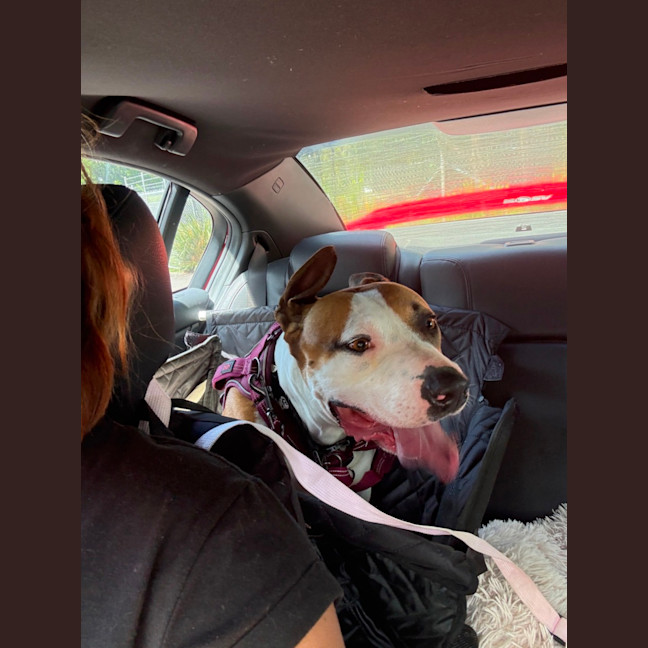 Photo of Chase