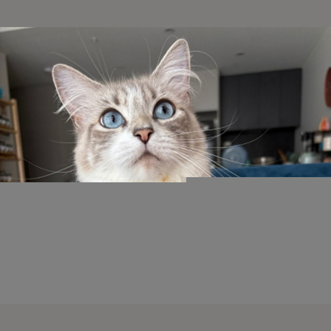 Photo of Violet