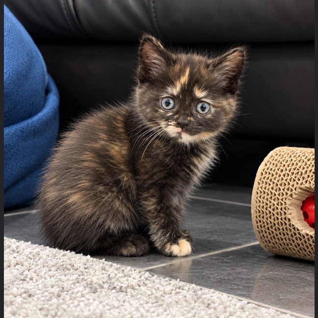 Photo of Indigo