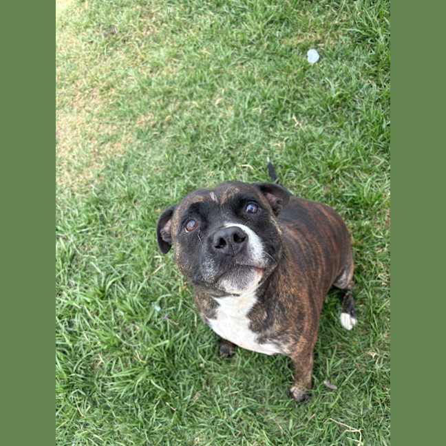 Photo of Lola