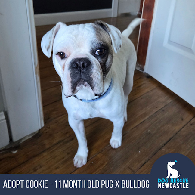 Photo of Cookie   11 Month Old Pug X Bulldog