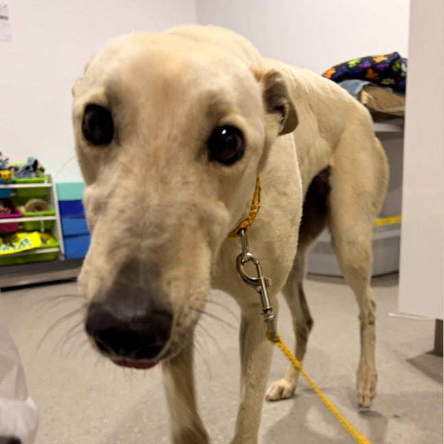 Photo of Biskit The Greyhound