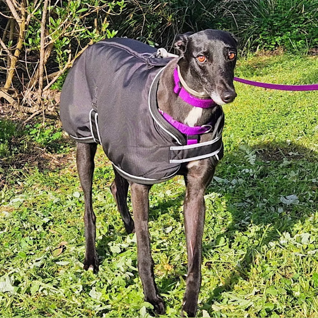 Photo of Sassy
