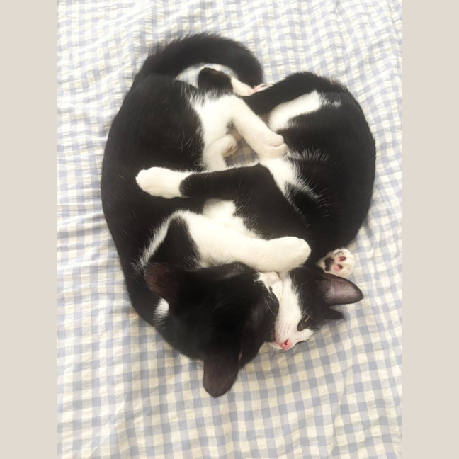 Photo of Cappuccino