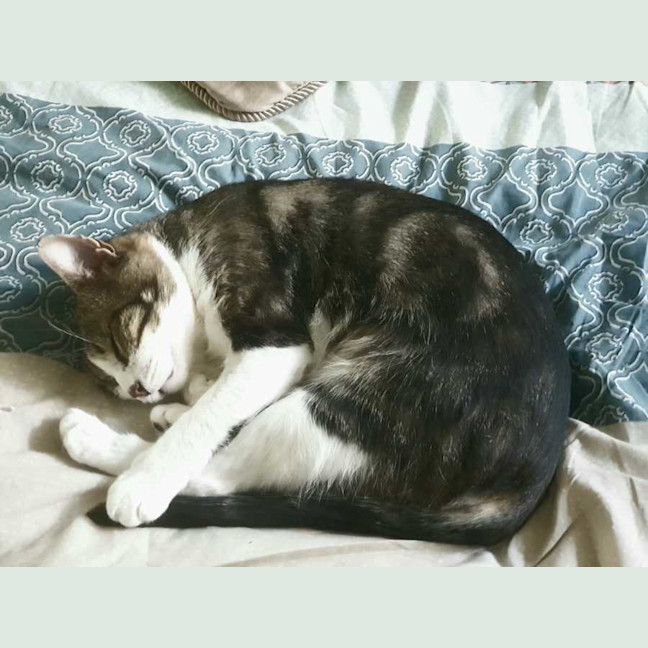 Photo of Chester
