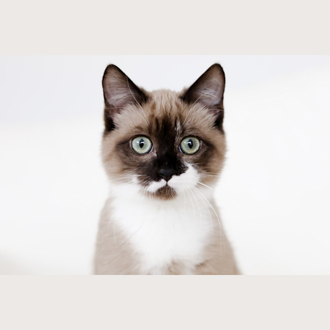 Photo of Miso
