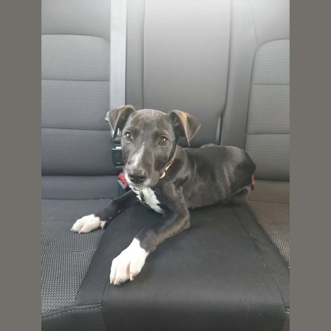Photo of Ace