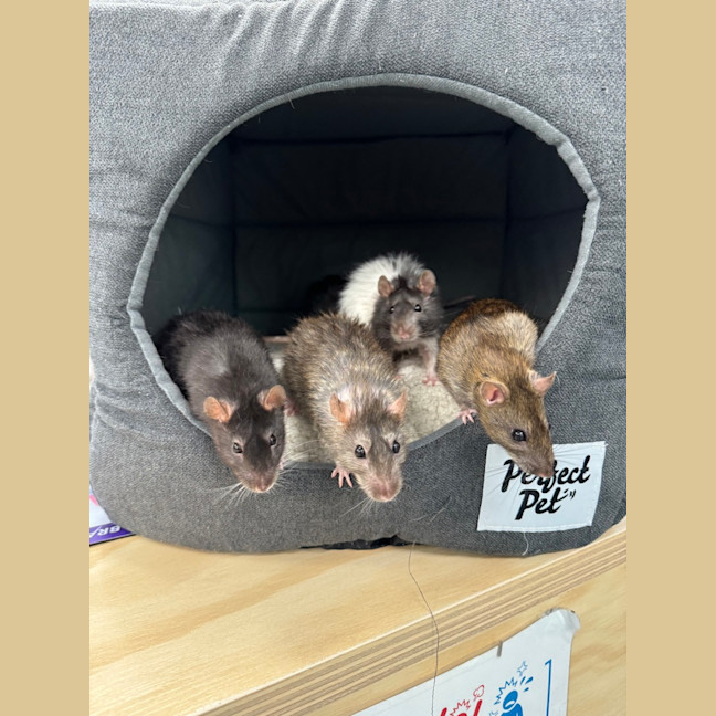 Photo of Waffle
