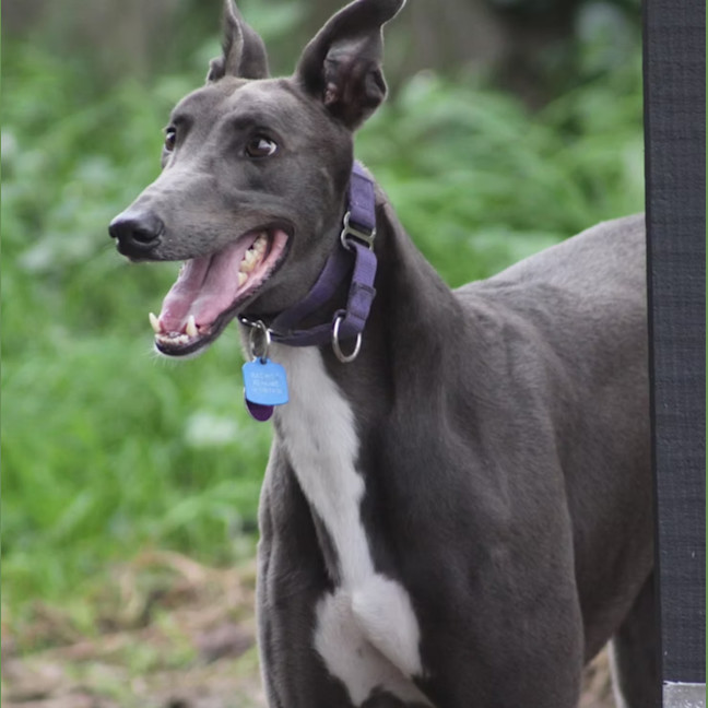 Photo of Max