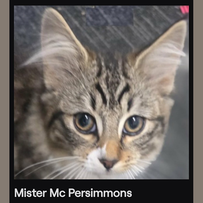 Photo of Mr Mcpersimmons