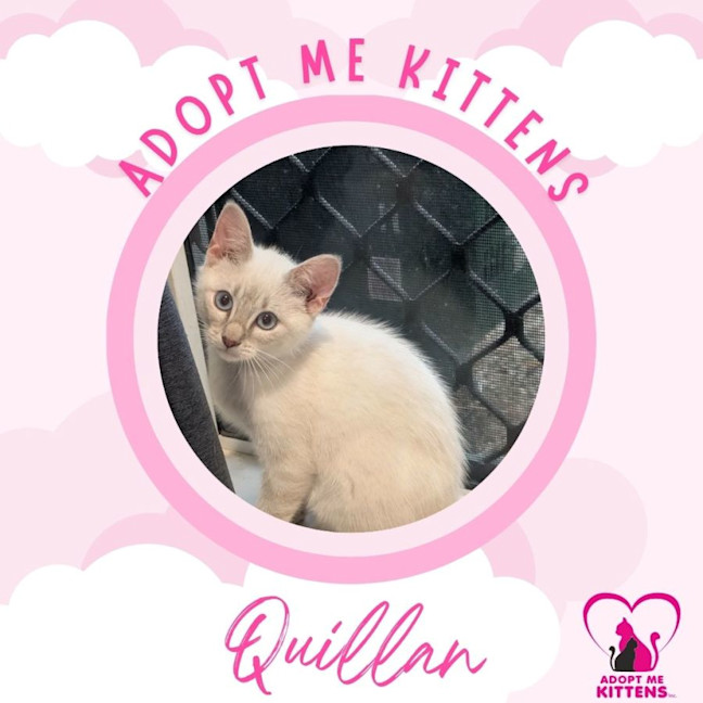 Photo of Quillan