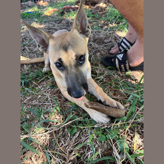 Photo of Humphrey (Nugget)